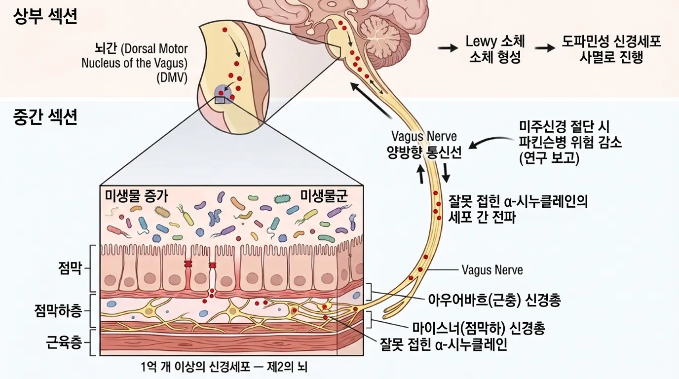 장-뇌 축 상세도 — 장 신경계와 미주신경 연결